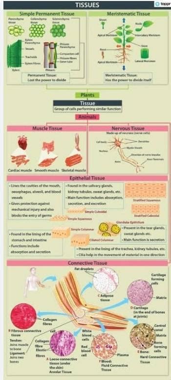 Sketch a colourfull chart of different types of animal and plant ...