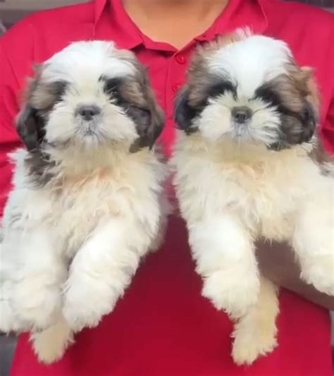 Shih Tzu Price In Kolkata - Best For Pets