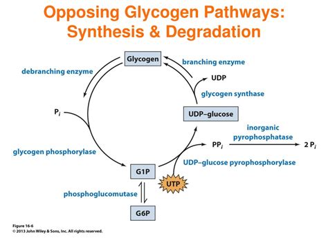 PPT - Understanding Glycogen Metabolism & Gluconeogenesis: Energy ...