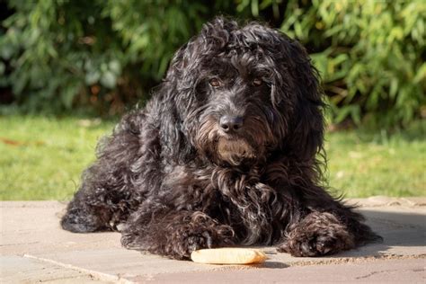 Image result for Fat Cockapoo