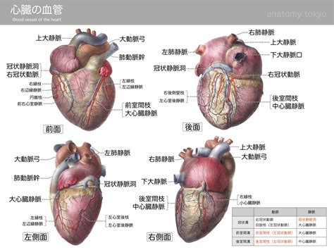心臓の後室間枝と一緒に走行する静脈はどれか (2013年 鍼灸 問題24) | 徹底的解剖学
