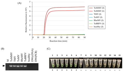 A Reverse-Transcription Loop-Mediated Isothermal Amplification ...