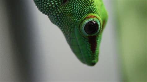 Download wallpaper 2560x1440 madagascar gecko, gecko, lizard, reptile ...