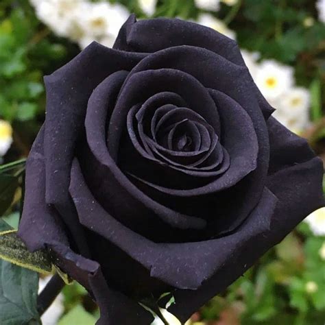 Black Rose with White Flowers in the Background