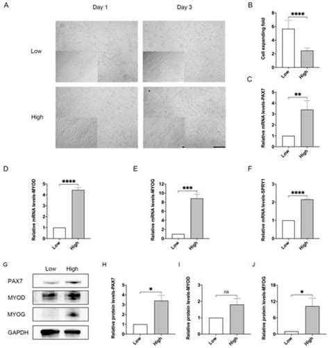 YAP Promotes Cell Proliferation and Stemness Maintenance of Porcine ...