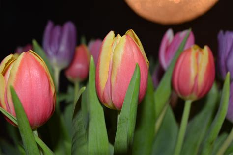 Tulips Flowers Color free image download
