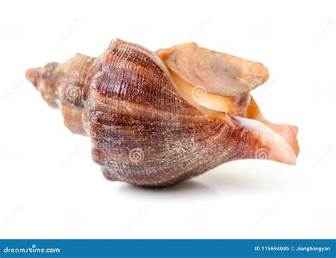 Image result for Large Conch Shell