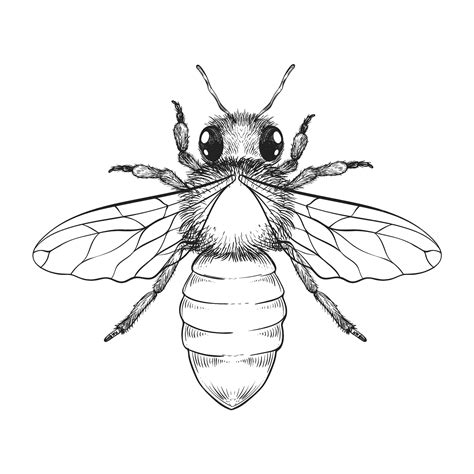 Free Vector | Hand drawn bee drawing illustration