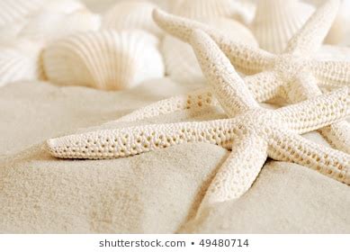 Image result for Shell Close Up