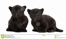 auto leasing 2 monate jaguarjunges 2 monate alte panthera onca sitzend auto leasing 2 monate jaguarjunges 2 monate alte panthera onca sitzend