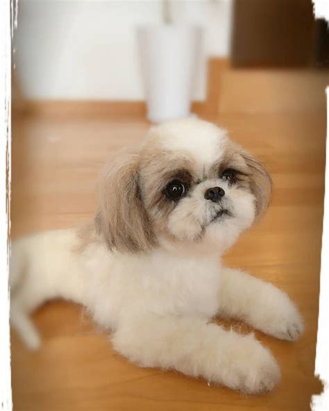 Image result for Wool Animals