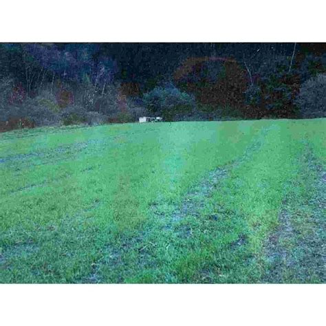 Ricks Garden Center | Bulk Winter Ryegrass Grass Seed 1lb