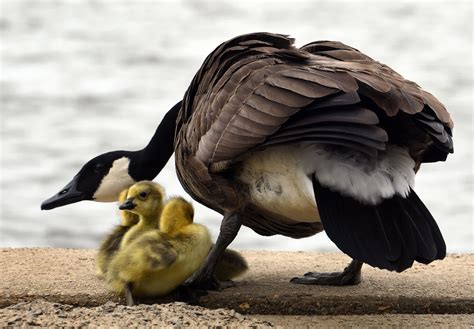 Image result for Stumpy One Hand