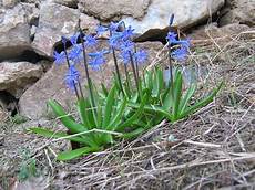 fiori bulbo fiori a bulbo bulbi fiori a bulbo caratteristiche fiori bulbo fiori a bulbo bulbi fiori a bulbo caratteristiche