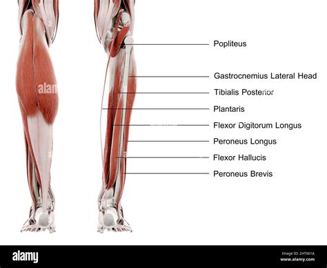 Popliteus Muscle Pain
