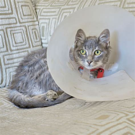 Framingham, MA Veterinary Services | Slade Veterinary Hospital