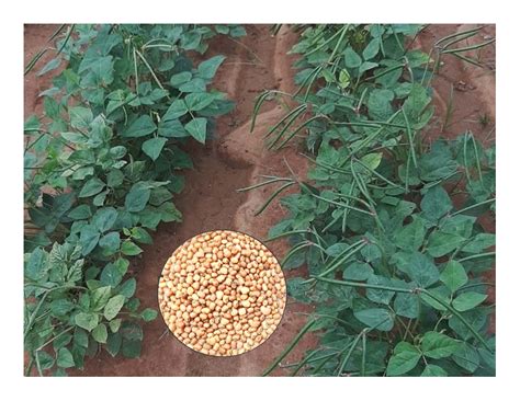 ತಳಿಗಳು ಮತ್ತು ತಂತ್ರಜ್ಞಾನಗಳು - University of Agricultural Sciences, Bangalore