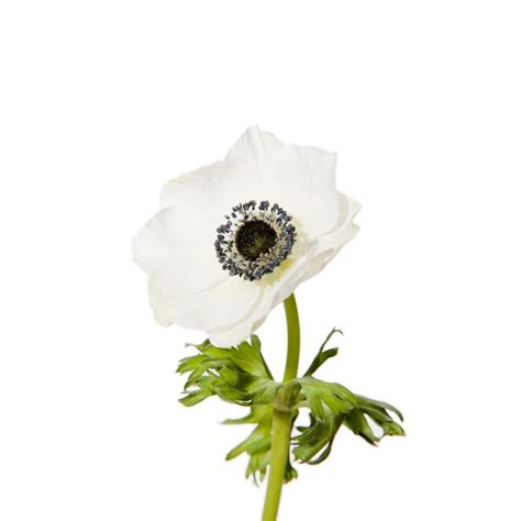 White Anemone Plant