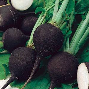 TRICONE Radish Seed Price in India - Buy TRICONE Radish Seed online at ...