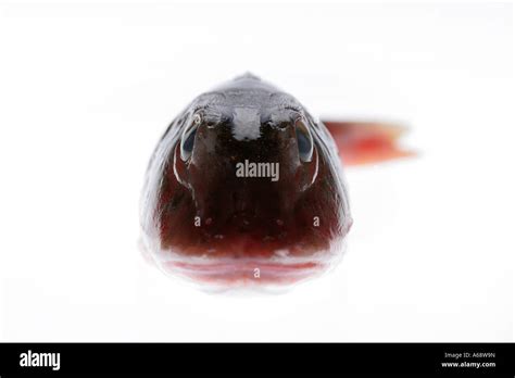 Image result for Cod Front View Fish