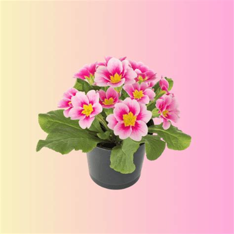 vridhigarden