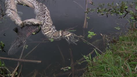 Image result for Alligator with Dead Python