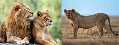 Image result for African Predators vs Predators