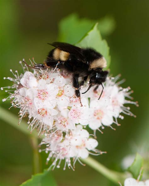 Atlantic Canada Conservation Data Centre (@atlantic_canada_cdc ...