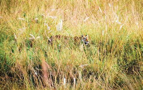 Tiger Camouflage