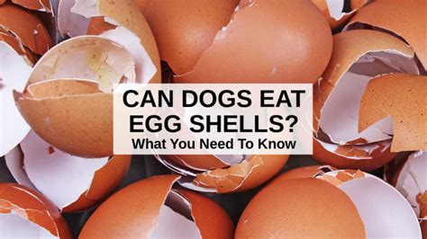 Can Dogs Eat Egg Shells? What You Need To Know