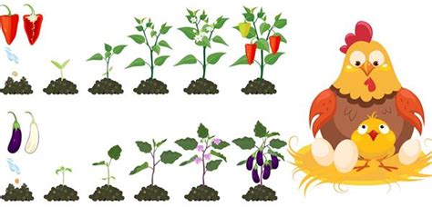 An introduction to reproduction in plants — lesson. Science State Board ...