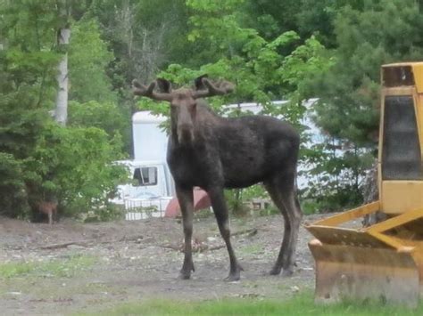 Mainely Photos Moose & Photo Tours (Millinocket) - All You Need to Know ...