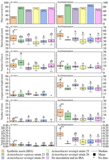Endophytic Bacteria Can Replace the Need for Synthetic Auxin during In ...