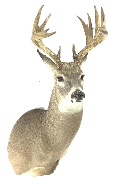 Lot - Shoulder Mount Taxidermy Whitetail Deer