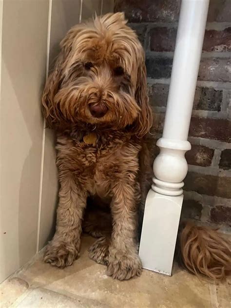 Image result for Golden Cockapoo