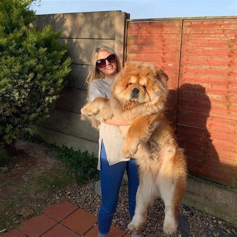 Big Boy Chow Chow with Hooman
