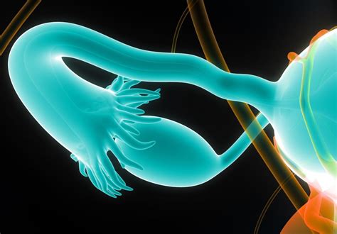 Image result for Cut Off Fallopian Tube