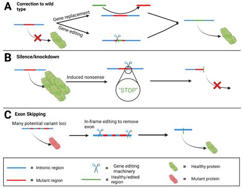 Challenges of Gene Editing Therapies for Genodermatoses