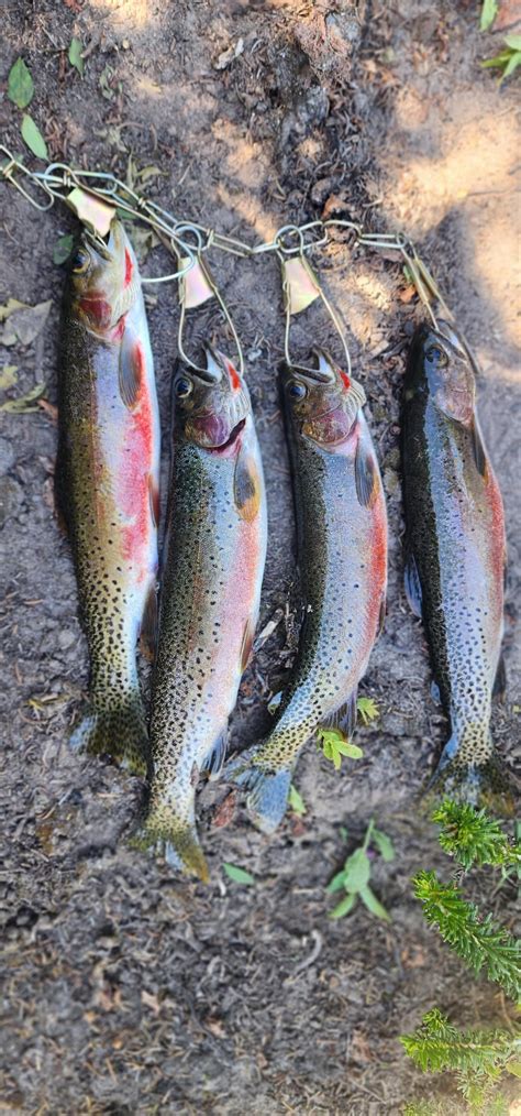 Wild Westslope Cutthroat Trout - Flake Food