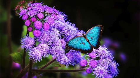 Blue Butterfly Is Sitting On Purple Flowers HD Butterfly Wallpapers ...