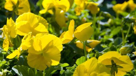 25 things you need to get done in your North Texas landscape | Fort ...