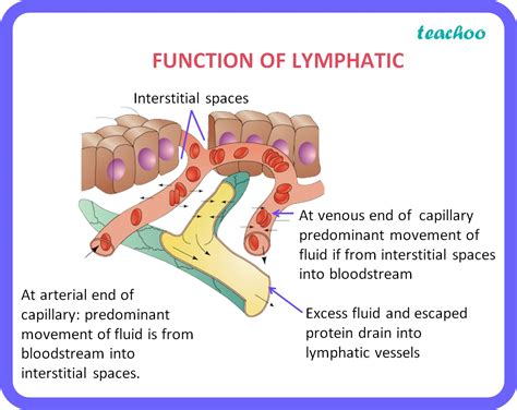Image result for Lymphatic System Function
