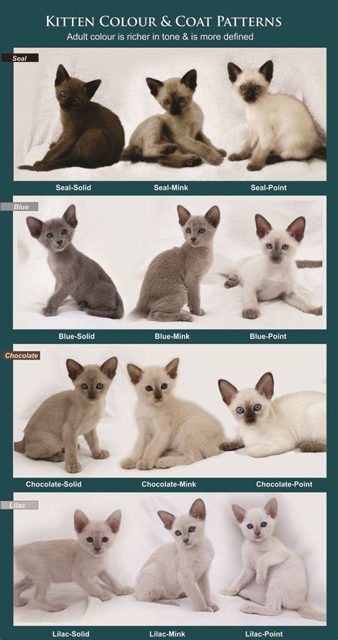 Coat colour and pattern tonkinese cats kittens queensland – Artofit
