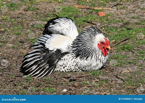 Black and white chicken stock photo. Image of poultry - 5149828