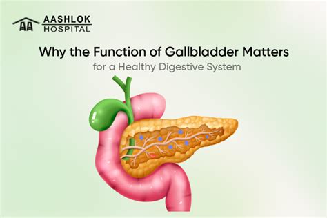 Image result for Normal Gallbladder Function