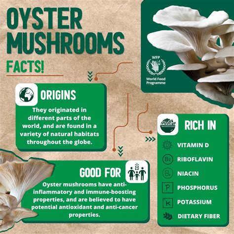 Oyster Mushroom Facts Health Benefits Nutritional Value Mycochemicals