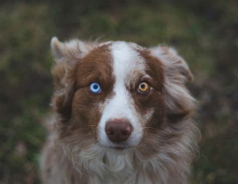 Heterochromia in Dogs: Understanding This Unique Phenomenon