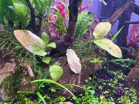 Algae Control 101: How to prevent algae in an aquarium? - The 2Hr Aquarist