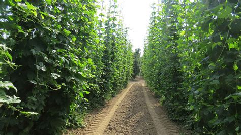 Understanding Oregon Hops | Unique Climate, Unique Flavor