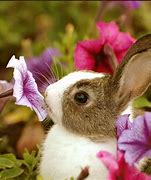 Image result for bunny with flowers